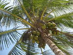 coconuts