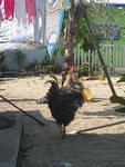 rooster