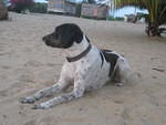 Sunrise dog