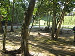 Tikal
