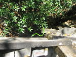 snake