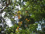 Tikal