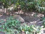 Belize Zoo
