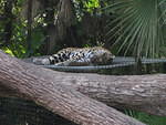 IMG 1818
