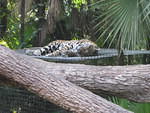 Belize Zoo