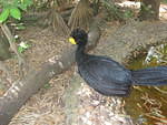 Belize Zoo