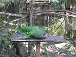 Belize Zoo