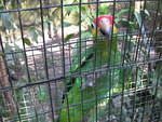 Belize Zoo