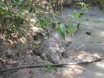 Belize Zoo