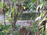 Belize Zoo