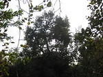 IMG 1868