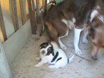 PUPPIES!