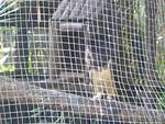 Spectacled Owl
