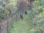 Howler Monkeys eating