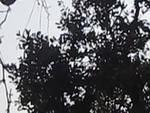 MVI 1871