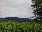 P7060036