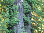 p7230225