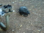 chipmunk in the food pannier
