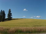 more fields