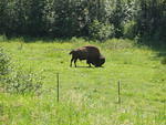 buffalo