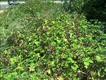 IMG 20130804 134151