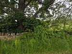 IMG 20190601 152555