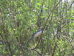 IMG 0852